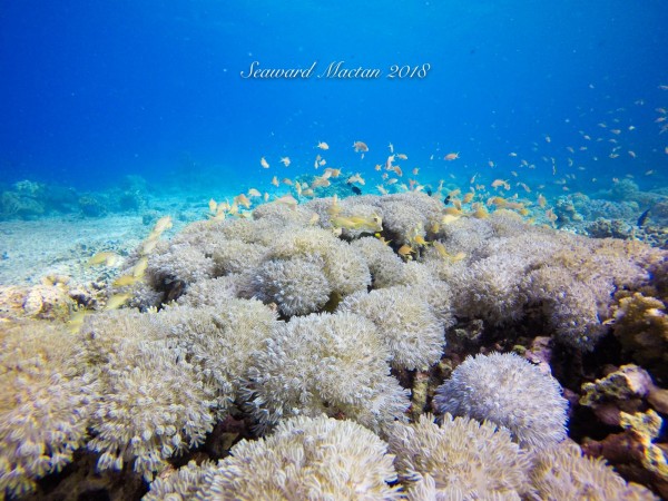 SSI開放水域潛水員課程